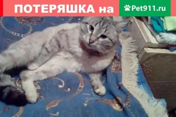 Пропала кошка Мася в Кинешме, район Чкаловский Лесозавод, помогите найти!