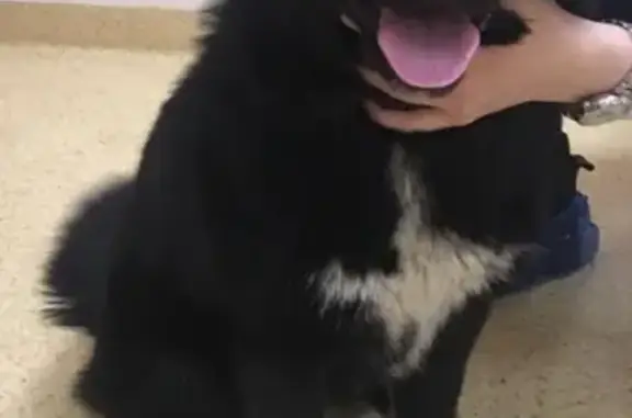 Найдена собака возле метро Рижская/Марьина роща