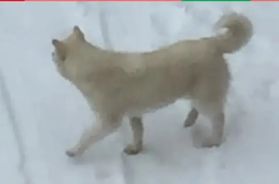 Найдена собака в районе Красного флага, ищем хозяина (Оренбургская область)