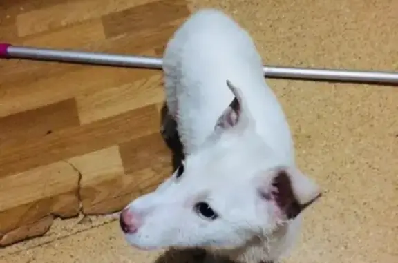 Найден щенок на ул. Коксохимическая, Кемерово