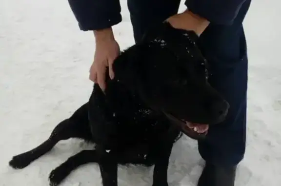 Найдена собака на ул. Котова, Оренбург: лабрадор, девочка.