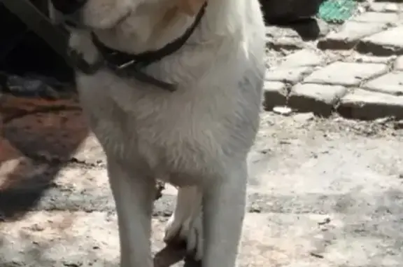 Пропала собака Герда в Нижнем Ломове