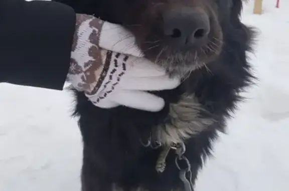 Найдена потерянная собака в Солнечном-2, Саратов