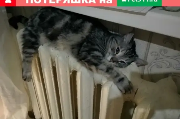 Пропала кошка в районе Малышева 7, откликается на имя Маруся (Республика Коми)