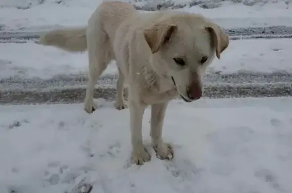Собака найдена в Воротниково, Белгородская область