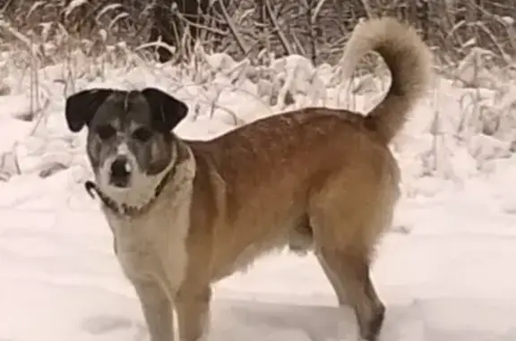 Собаки потеряшки, Липецк, фото: Потеряшка собака в г. Липецк, Ниженка.