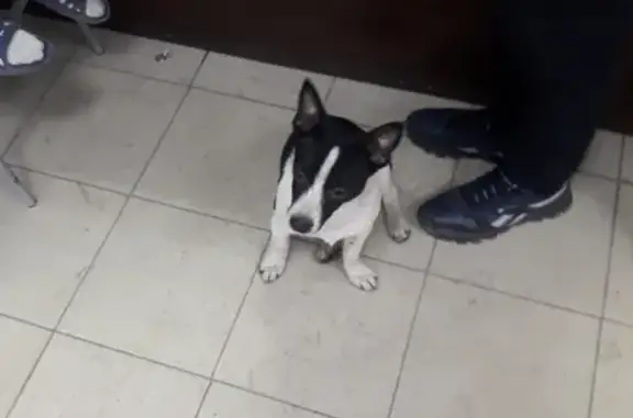 Найдена собака мальчик в Красноярске