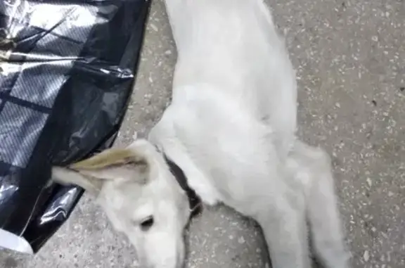 Найдена добрая собака на ул. Метелкина, кузнецкий район, г. Новокузнецк