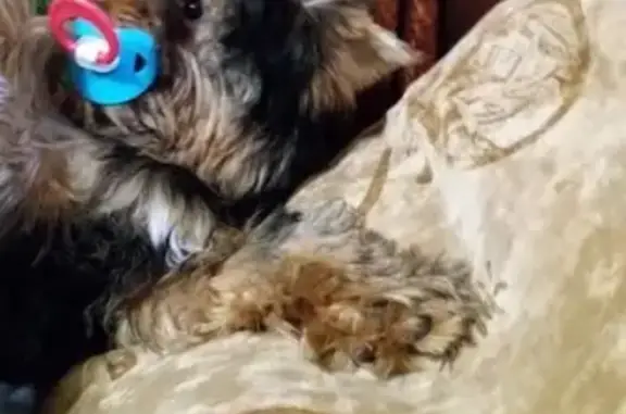 Собаки потеряшки, Нижний Новгород, фото: Потеряшка собака на Южном шоссе, отзывается на Буся