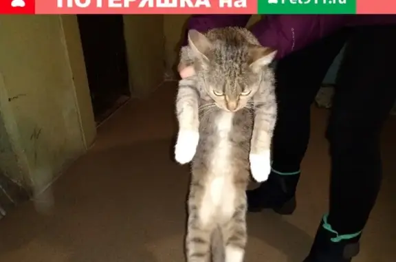 Найдена кошка на Пятигорской
