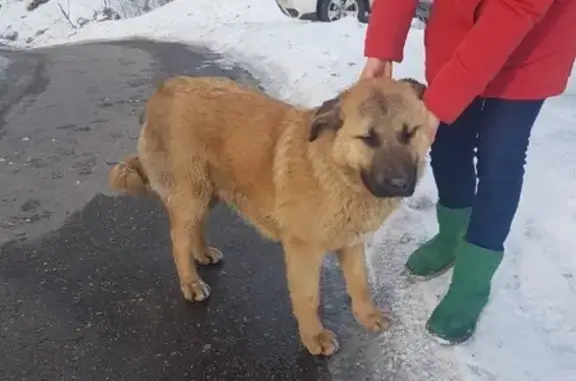 Найдена собака в Москве, адрес в посте: https://vk.com/vinograd765