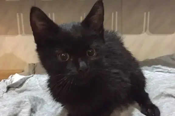 Найдена черная кошка в Брянске
