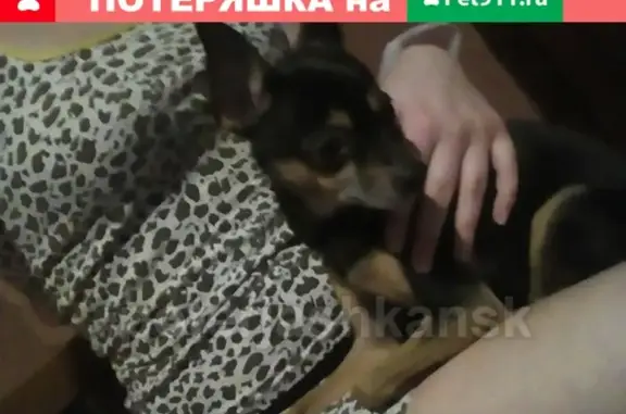 Найдена собака на перекрестке Серафимовича и степной в Новосибирске