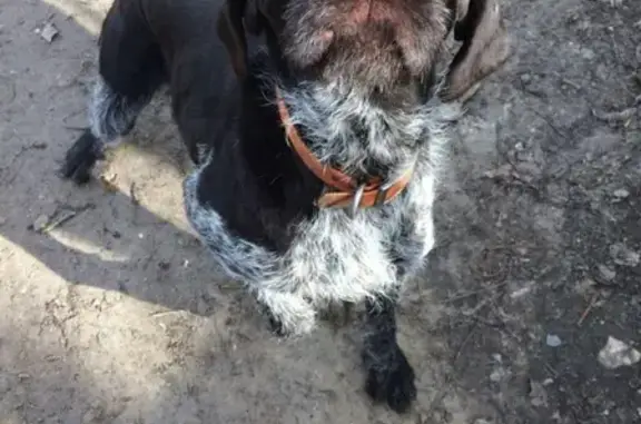 Пропала собака Барри в Кокошкино, Москва