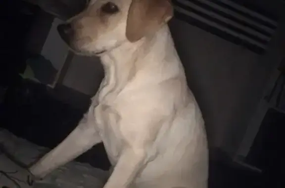 Пропала собака Эра в Борисовке, Краснодарский край