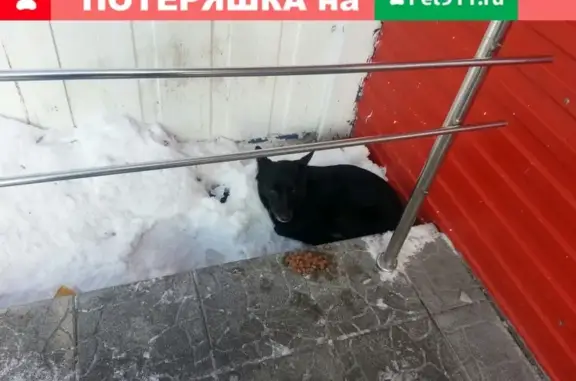 Найдена собака на пр. Ленина в Самаре