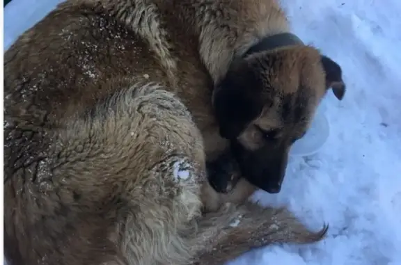 Найдена собака на Миклухо-Маклая 25, Москва