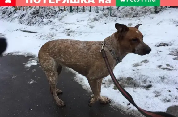 Найдена собака на ул. Головачева, Москва