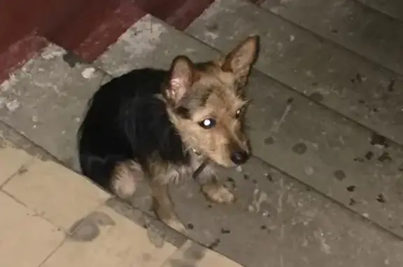 Собака с ошейником в подъезде на улице Твардовского