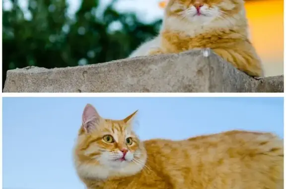 Кошки потеряшки, Нагаево, фото: Потеряшка рыжий кот в Нагаево, прихрамывает на лапу.