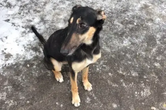 Собака найдена на Киквидзе возле магазина Стройград в Тамбове