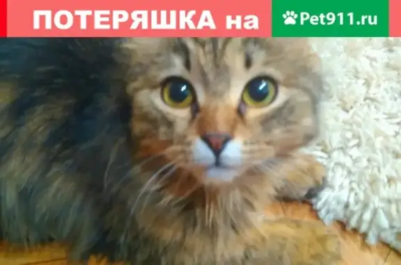 Потерянная кошка ищет дом в Пензе #Зоосердце_ZS