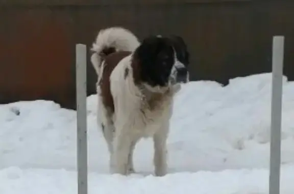 Найдена сенбернарская собака на Московском шоссе, 19км от Самары