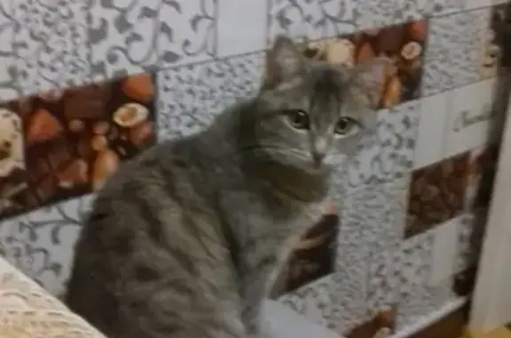 Пропала кошка на Федосеева 45 в Лысьве