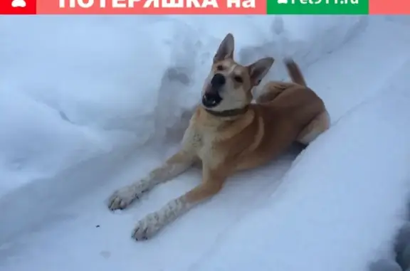 Пропала собака Рекс в Супонево, Брянская область