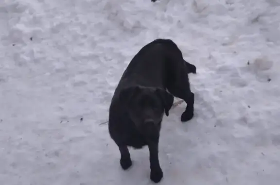 Пропала собака в Александрове, Владимирская область