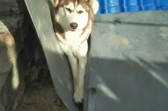 Пропала собака хаски Зевс в Ростовской области