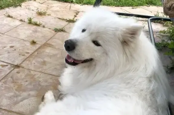 Пропала белая собака на улицах Московской, Пионерской и Заречной
