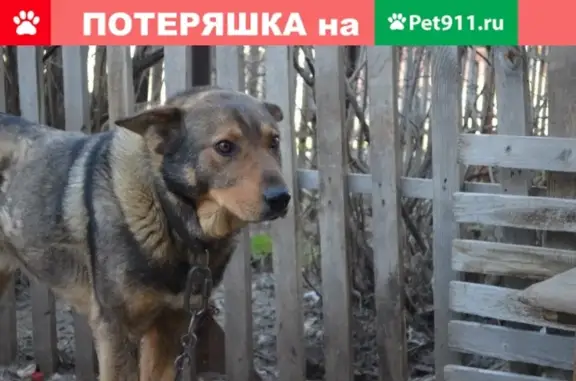 Пропала собака Миша в Полевском, Россия!
