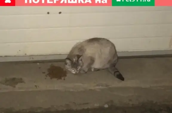 Потерян домашний кот на ул. Циолковского 35, Волгоград