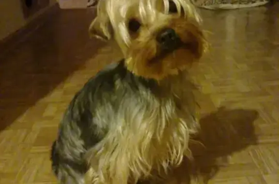Пропала собака Йорк ширский терьер в Чите, Новобульварная 56а.