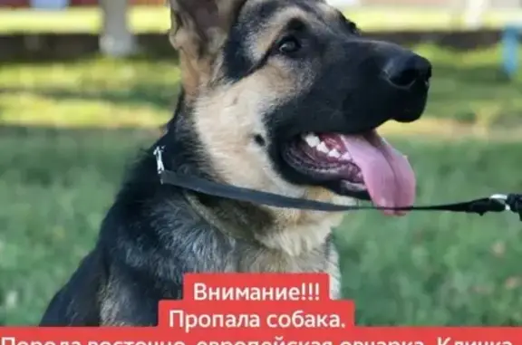 Пропала собака Линда в СНТ Урупское, Армавир