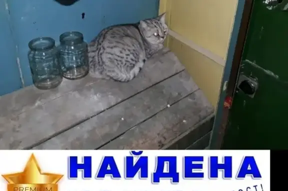 Кошка британской породы найдена в Казани на улице Вишневского, 55