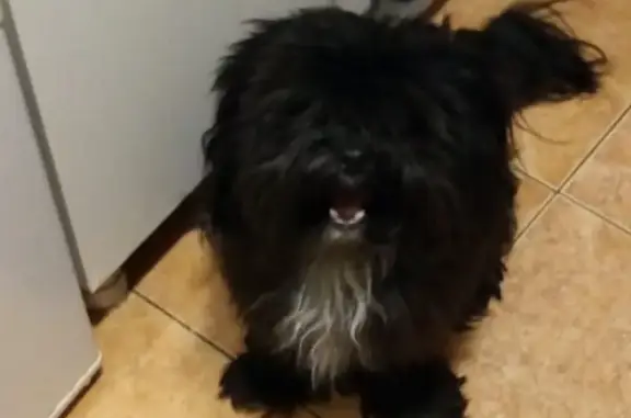 Пропала собака Тофи в районе магнита и моста, Сочи