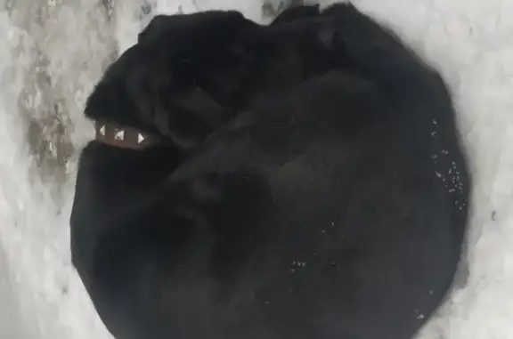 Найдена черная собака на улице Костромская, Москва