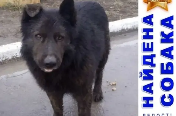 Найден огромный и лохматый красавец собака в Ростове-на-Дону