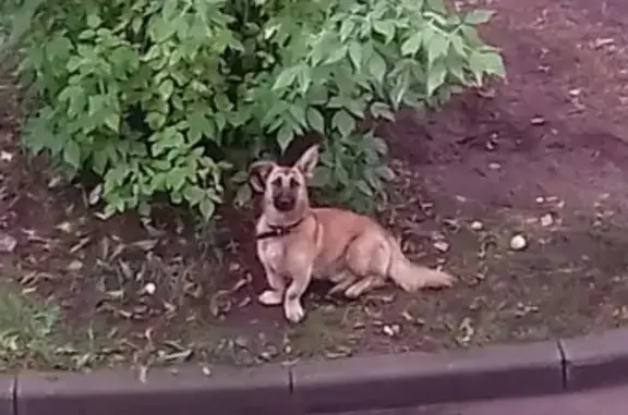 Пропала собака Рекс в поселке Первомайском