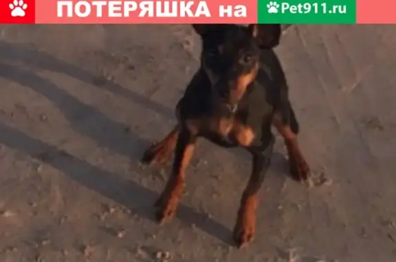 Пропала собака Кейси в Великом Новгороде