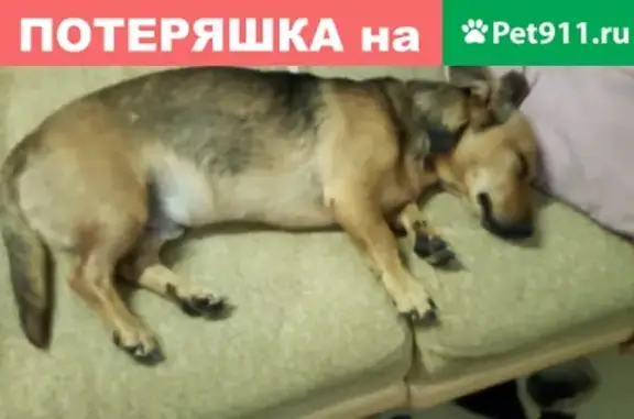 Найден кастрированный пёс в Мегамарте, Каменск-Уральский