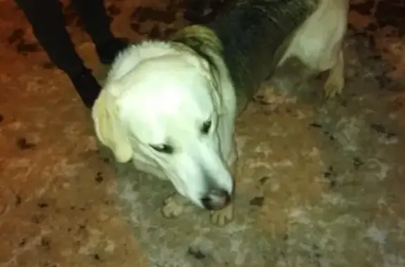 Найден пёс в Йошкар-Оле