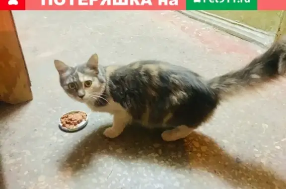 Найдена кошка на ул. Серова, Казань