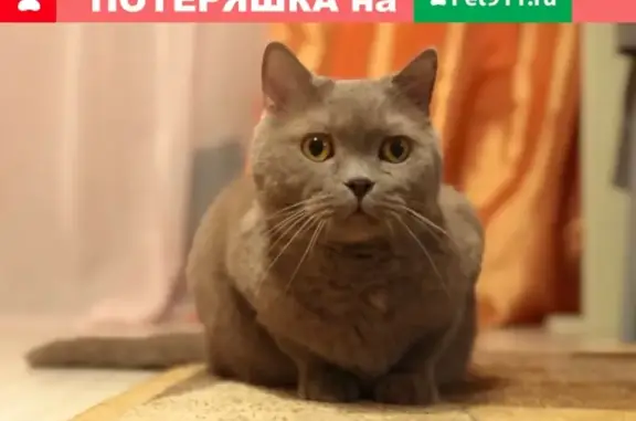 Найден кот на Мадонской 10 в Орехово-Зуево