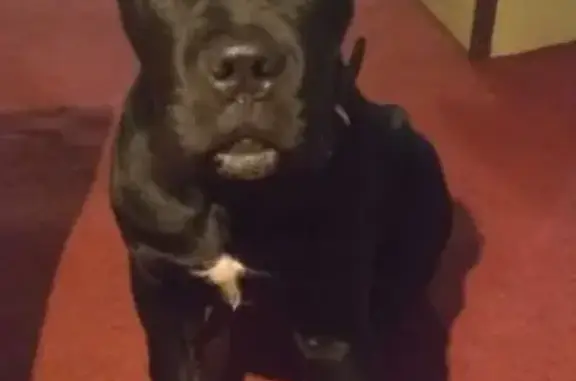 Собаки потеряшки, Славянское, фото: Потеряшка щенок Кане Корса в п. Славянское