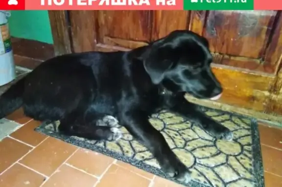 Найдена собака в районе Доброе, ул. Добросельская д. 18*
