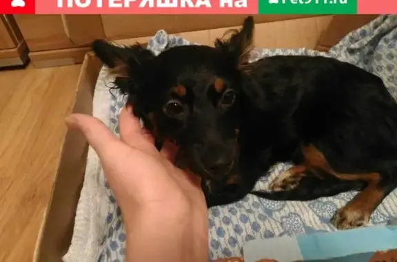 Найдена собака у моста в Камышине