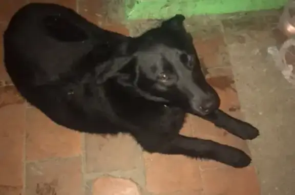 Найдена добрая собака в Липецке на ул. Терешковой, 24